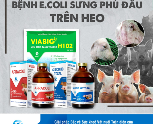 BỆNH E.COLI SƯNG PHÙ ĐẦU TRÊN HEO – HIỂM HỌA ÂM THẦM ĐE DỌA HIỆU QUẢ CHĂN NUÔI