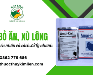 Gà bỏ ăn, xù lông: Nguyên nhân và cách xử lý nhanh 