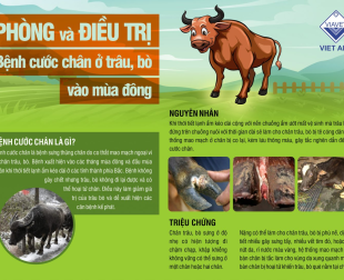 PHÒNG VÀ ĐIỀU TRỊ BỆNH CƯỚC CHÂN TRÊN TRÂU, BÒ VÀO MÙA ĐÔNG